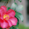 山茶花