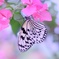 あまい蜜
