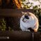 燃ゆる猫