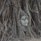 木の根に覆われた仏頭