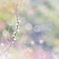 花雪