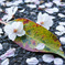 sakura 1
