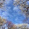 梅と空