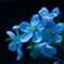 林檎の花