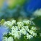 Sweet alyssum