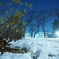 初雪