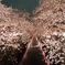 目黒川の桜