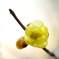 蕩　心　花（とうしんか）