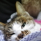 愛猫