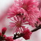 桜の一種だろうけど名前が･･･