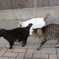 猫島