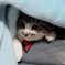 すきまがすき。