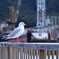 福良港のカモメ