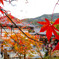 紅葉とお寺
