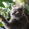 観葉植物と猫