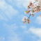散桜