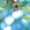 最後に咲く花