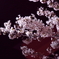 夜桜