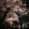慈光寺の夜桜　宇都宮