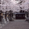 桜参道