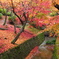 京都 東福寺 紅葉