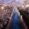 ナカメの夜桜