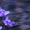 花靄