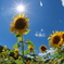 向日葵