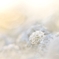 雪の花