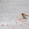 雪が降っても快適