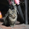 親を待つ、子猫