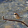 Shrike again