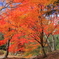 紅葉日和