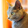 Russian blue 01/ Cat Tail Ikoma