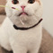 Scottish Fold 02/ Cat Tail Ikoma