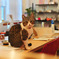 Scottish Fold 01/ Cat Tail Ikoma