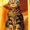 American Curl 03 / Cat Tail Ikoma