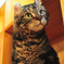 American Curl 02 / Cat Tail Ikoma