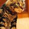 American Curl 01 / Cat Tail Ikoma