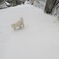 白と白❄️