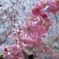 清雲寺の桜