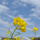 房総の菜の花畑