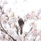 桜&ヒヨドリ