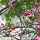 寒緋桜