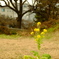 冬の菜の花
