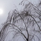 -5℃で揺れる柳