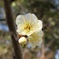 寒さの中梅がゆっくり開花