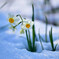 雪中花