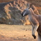 カンガルー