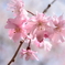 しだれ桜